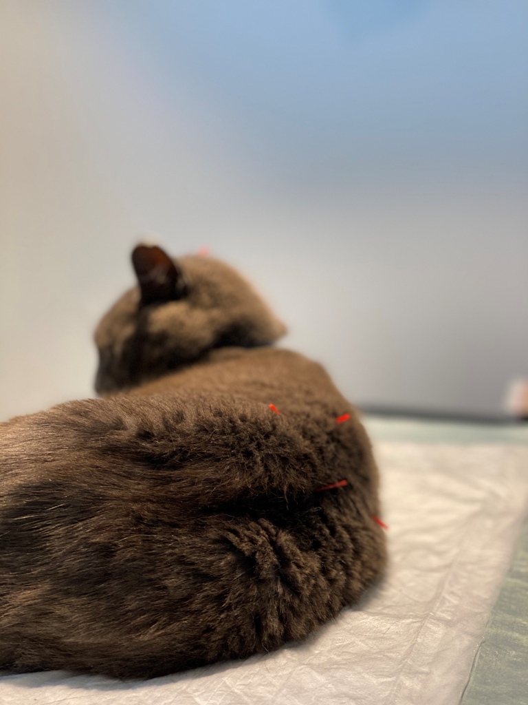 kat met acupunctuur