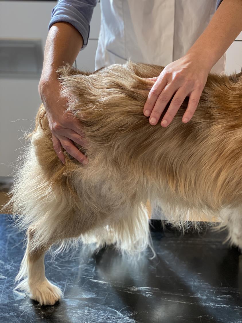 Overleven Hoop van bewondering Honden acupunctuur en osteopathie - Dierenarts Debyser Vlaanderen