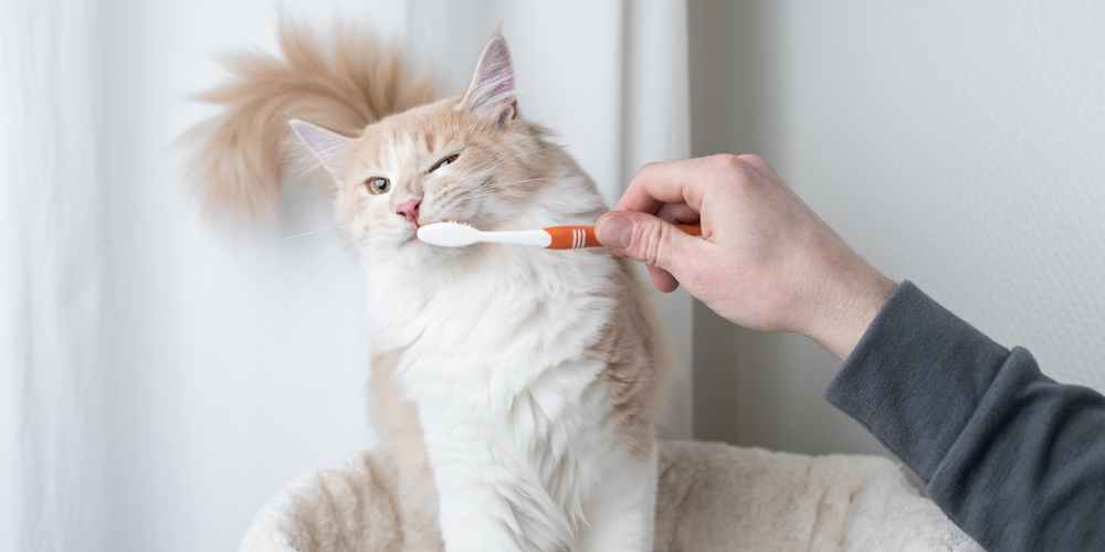 tandpijn bij katten: hoe merk je het ?