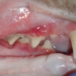 tandpijn bij katten - aantasting tanden