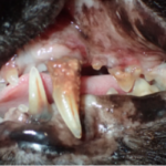 tandpijn bij katten : aantasting tanden